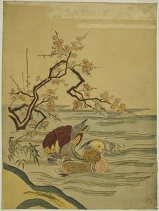 Mandarin Ducks Swimming under Plum Branch, c. 1764/75. Creator: Isoda Koryusai