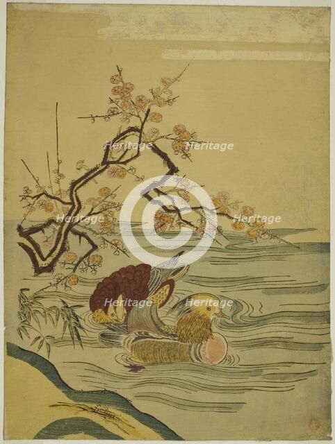 Mandarin Ducks Swimming under Plum Branch, c. 1764/75. Creator: Isoda Koryusai.