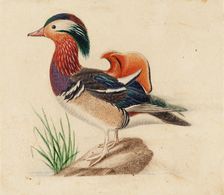 Mandarin Duck, Male. Creator: Ferdinand von Wright