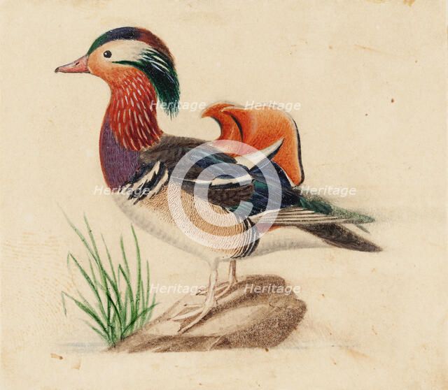 Mandarin Duck, Male. Creator: Ferdinand von Wright.