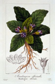 Mandrake: Mandragora officinarum, pub. 1836. Creator: Panacre Bessa (1772-1846)