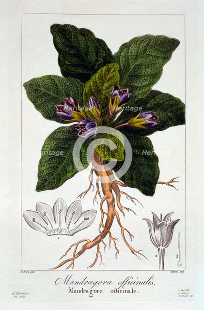 Mandrake: Mandragora officinarum, pub. 1836. Creator: Panacre Bessa (1772-1846).