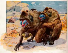 Mandrills 1910, (1911). Artist: Louis Fairfax Muckley