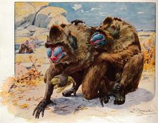 Mandrills 1910, (1911). Artist: Louis Fairfax Muckley