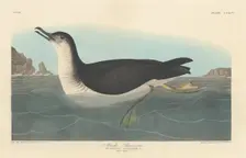 Manks Shearwater, 1836. Creator: Robert Havell