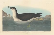 Manks Shearwater, 1836. Creator: Robert Havell