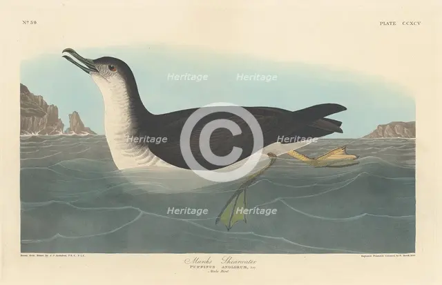 Manks Shearwater, 1836. Creator: Robert Havell.