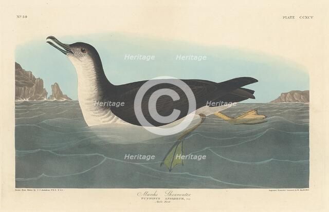 Manks Shearwater, 1836. Creator: Robert Havell.