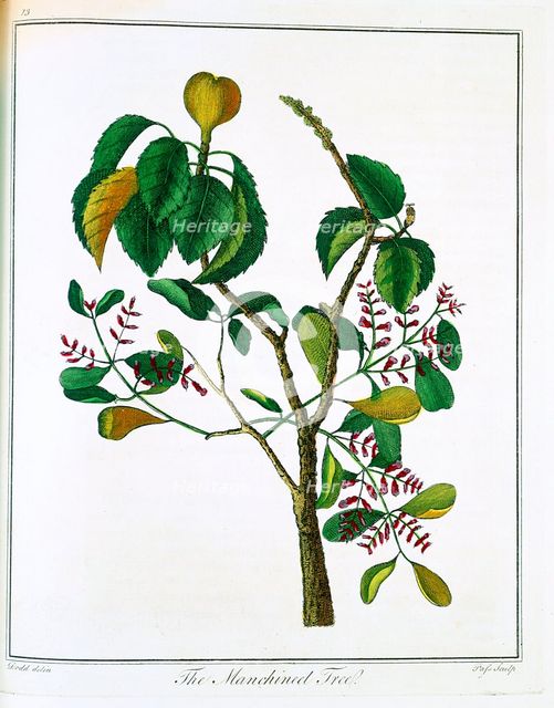 Manicheel tree (Hippomane mancinella) or Poison Guava, c1795. Artist: Unknown
