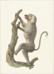 Mantle baboon, 1759-1842. Creator: Pieter Bartholomeusz. Barbiers