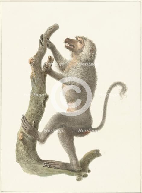 Mantle baboon, 1759-1842. Creator: Pieter Bartholomeusz. Barbiers.