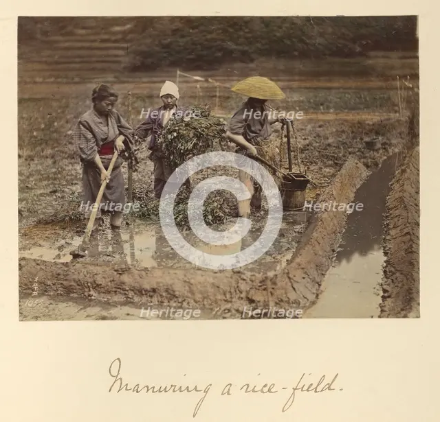 Manuring a rice-field, about 1873-1883. Creator: Shinichi Suzuki I.