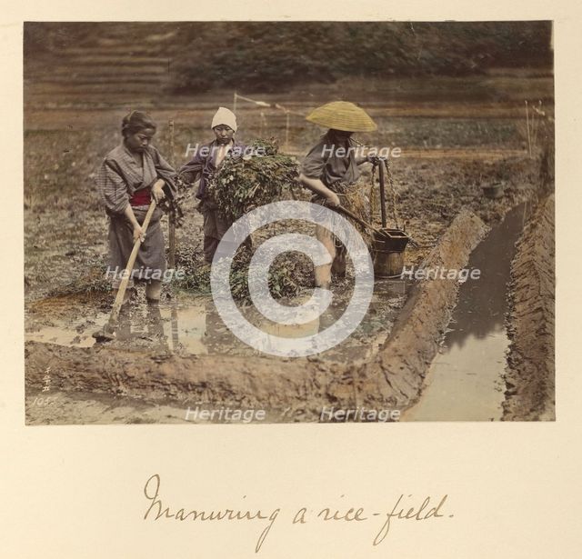 Manuring a rice-field, about 1873-1883. Creator: Shinichi Suzuki I.