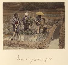 Manuring a rice-field, about 1873-1883. Creator: Shinichi Suzuki I