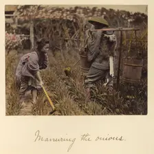 Manuring the onions, about 1873-1883. Creator: Shinichi Suzuki I