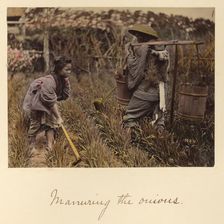 Manuring the onions, about 1873-1883. Creator: Shinichi Suzuki I