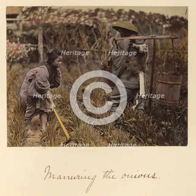 Manuring the onions, about 1873-1883. Creator: Shinichi Suzuki I.