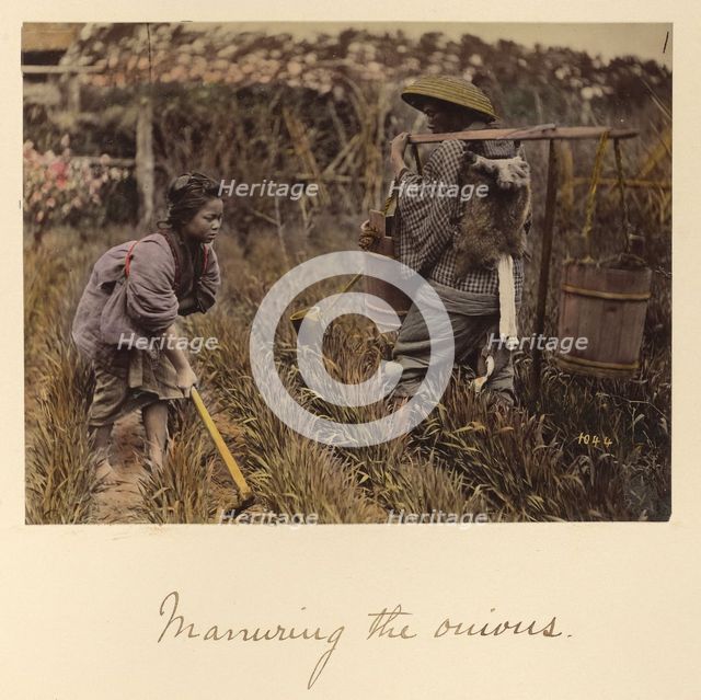 Manuring the onions, about 1873-1883. Creator: Shinichi Suzuki I.