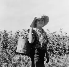 Many children work in the bean harvest, near West Stayton, Marion County, Oregon, 1939. Creator: Dorothea Lange