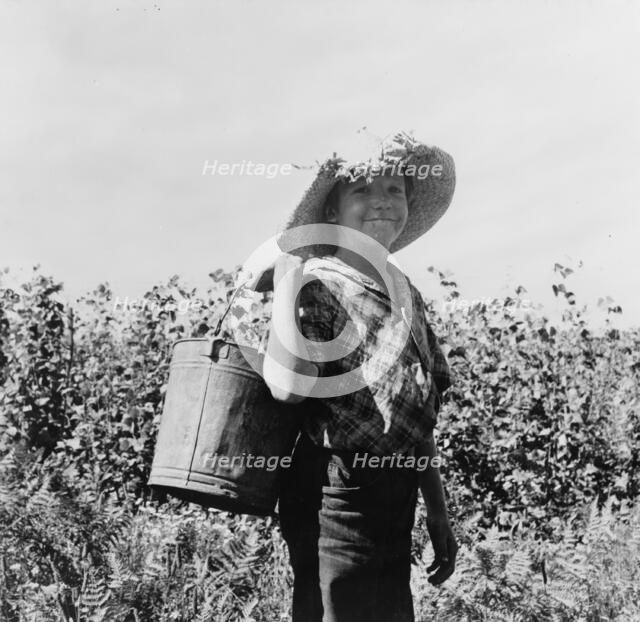 Many children work in the bean harvest, near West Stayton, Marion County, Oregon, 1939. Creator: Dorothea Lange.