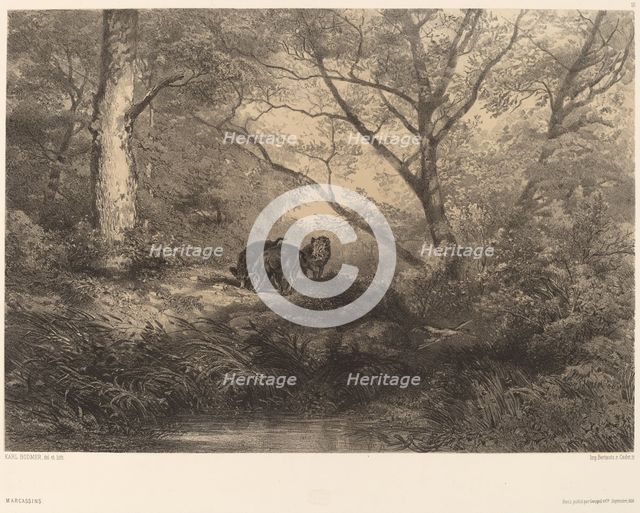 Marcassins. Creator: Karl Bodmer.