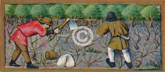 March - working in the vineyard, 15th century, (1939). Creator: Robinet Testard.