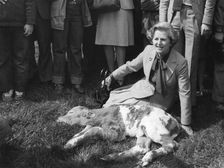 Margaret Thatcher with a 12 hour old Charolais calf at a farm near Ipswich, 12 th April 1979