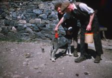 Marking sheep after shearing with Lanolin dye, Lake District, c1960. Artist: CM Dixon