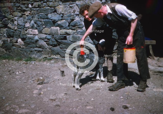 Marking sheep after shearing with Lanolin dye, Lake District, c1960. Artist: CM Dixon.