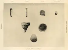 Marine Organisms, (Magnification 1 1/2) c1908, (1909)