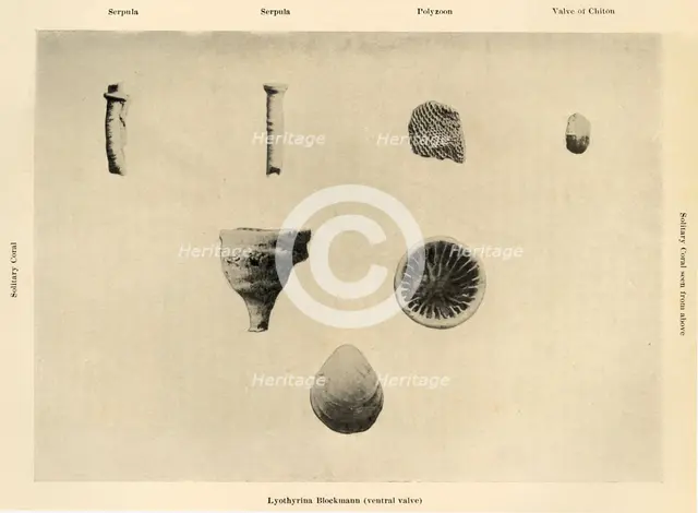'Marine Organisms, (Magnification 1 1/2)', c1908, (1909).  Artist: Unknown.