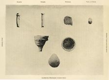 Marine Organisms, (Magnification 1 1/2) c1908, (1909)