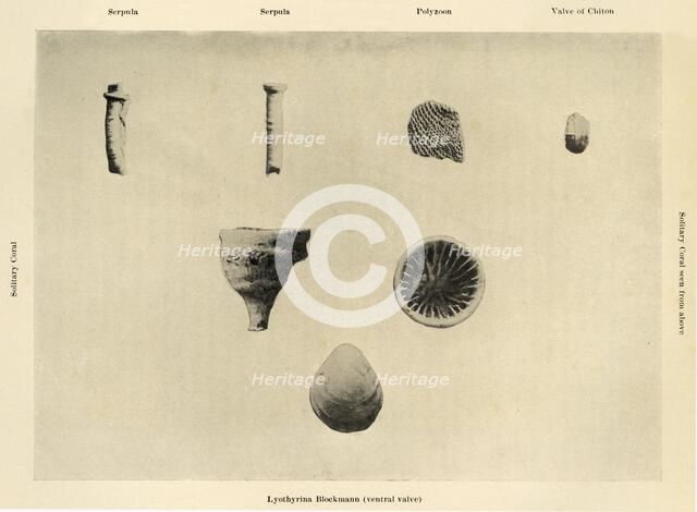 'Marine Organisms, (Magnification 1 1/2)', c1908, (1909).  Artist: Unknown.