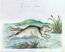 Marine dog 16th century