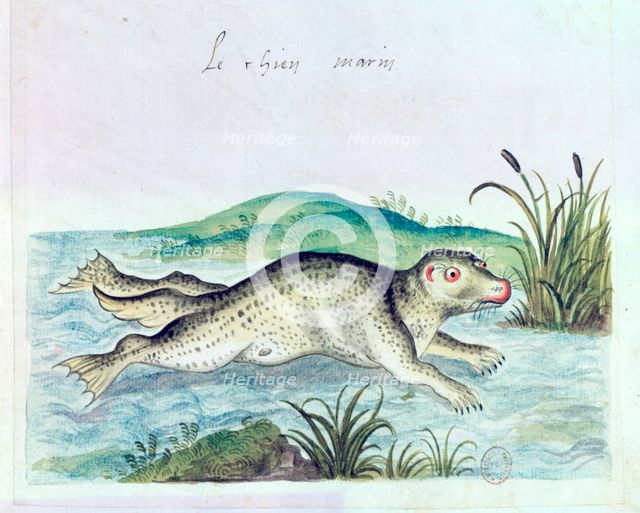 'Marine dog', 16th century. Artist: Unknown