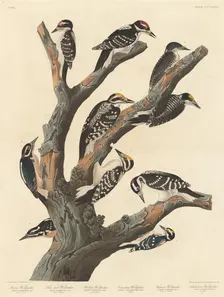 Maria's Woodpecker, 1838. Creator: Robert Havell