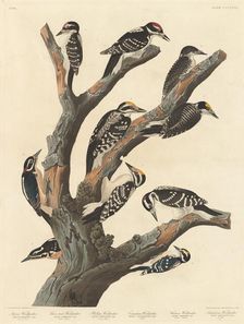 Maria's Woodpecker, 1838. Creator: Robert Havell