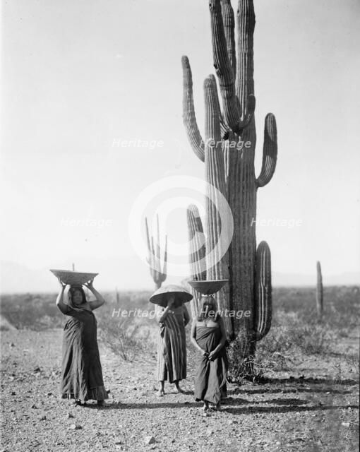 Maricopa women gathering fruit from Saguaro cacti, 1907, c1907. Creator: Edward Sheriff Curtis.