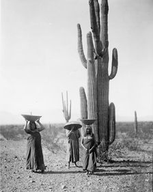Maricopa women gathering fruit from Saguaro cacti, 1907, c1907. Creator: Edward Sheriff Curtis