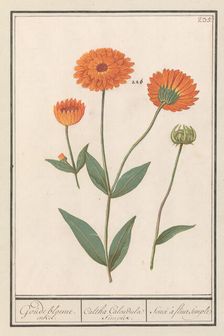Marigold (Calendula), 1596-1610. Creators: Anselmus de Boodt, Elias Verhulst