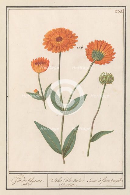 Marigold (Calendula), 1596-1610. Creators: Anselmus de Boodt, Elias Verhulst.