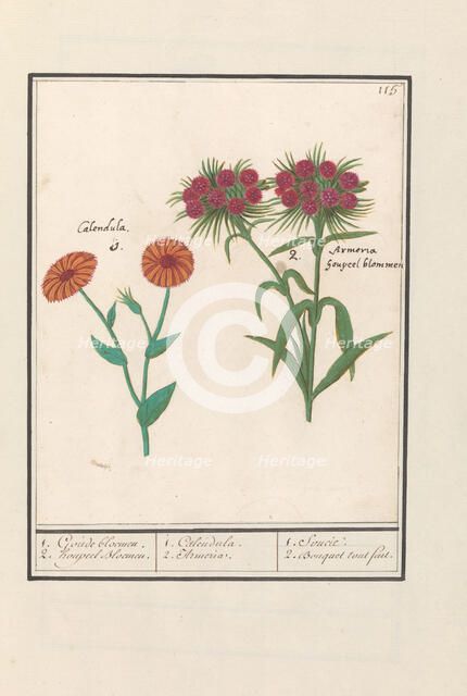 Marigold (Calendula) and Sweet William (Dianthus barbatus), 1596-1610. Creators: Anselmus de Boodt, Elias Verhulst.