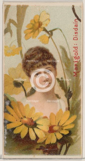 Marigold: Disdain, from the series Floral Beauties and Language of Flowers (N75) for Duke ..., 1892. Creator: Donaldson Brothers.