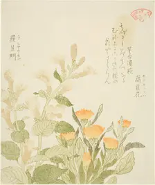 Marigold (Kinsenka) and Rashomon Flowers, from the series "Collection of Plants for the..., 1810s. Creator: Kubo Shunman