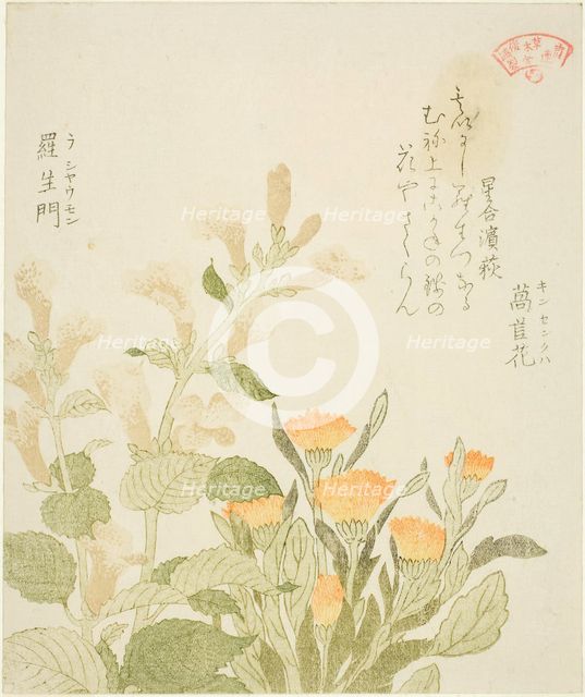 Marigold (Kinsenka) and Rashomon Flowers, from the series "Collection of Plants for the..., 1810s. Creator: Kubo Shunman.
