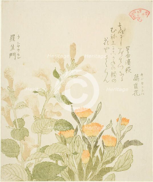 Marigold (Kinsenka) and Rashomon Flowers, from the series "Collection of Plants for the..., 1810s. Creator: Kubo Shunman.