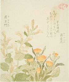 Marigold (Kinsenka) and Rashomon Flowers, from the series "Collection of Plants for the..., 1810s. Creator: Kubo Shunman