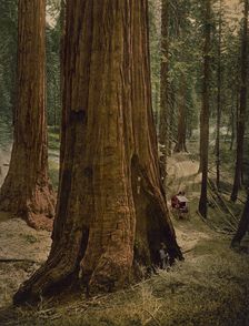 Mariposa Grove of big trees. "Three graces", ca 1900. Creator: Unknown