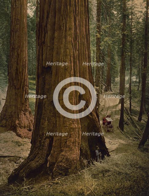 Mariposa Grove of big trees. "Three graces", ca 1900. Creator: Unknown.