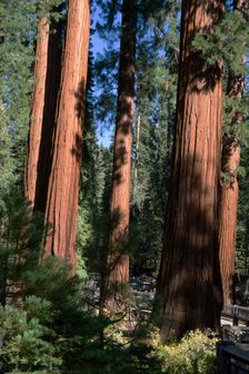 Mariposa Grove, Yosemite, California, USA, 2022. Creator: Ethel Davies